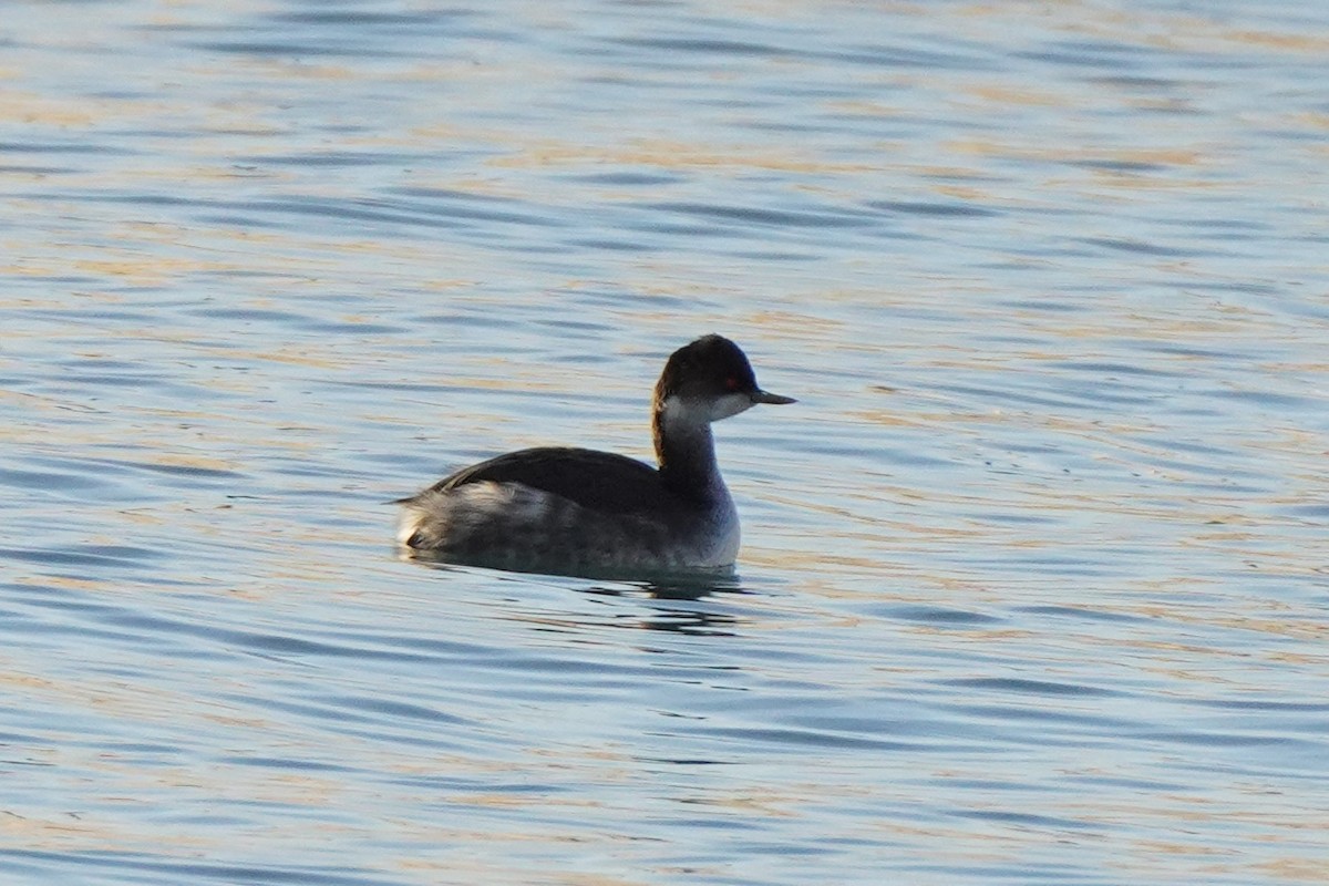 Eared Grebe - ML645949771