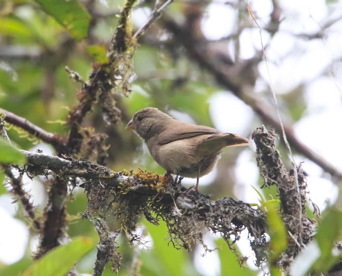 Braungimpeltangare - ML645949781