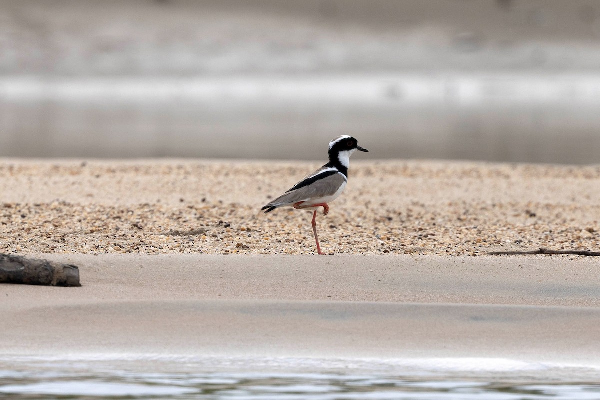 Cayennekiebitz - ML645949782