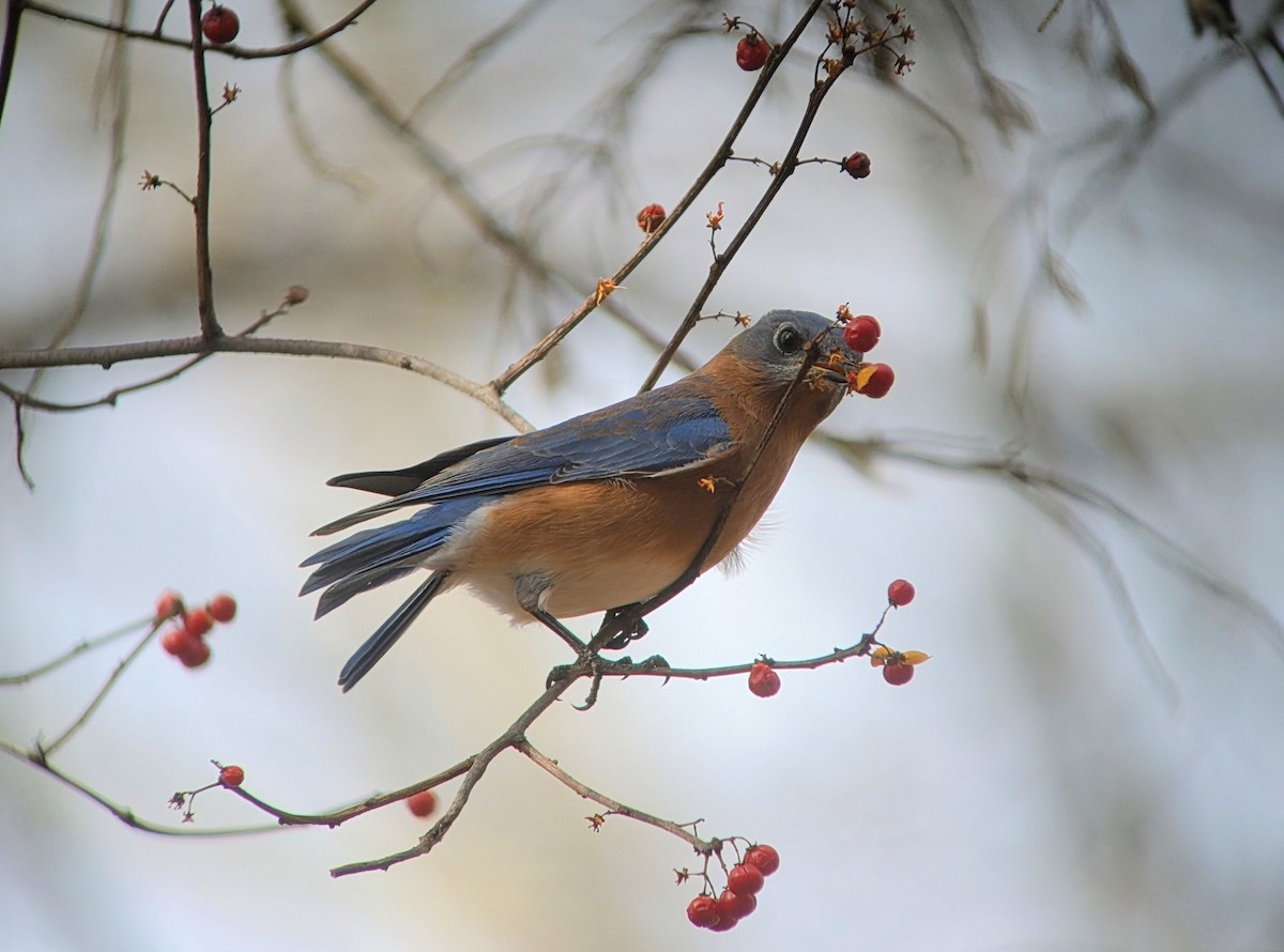Rotkehl-Hüttensänger - ML645949783