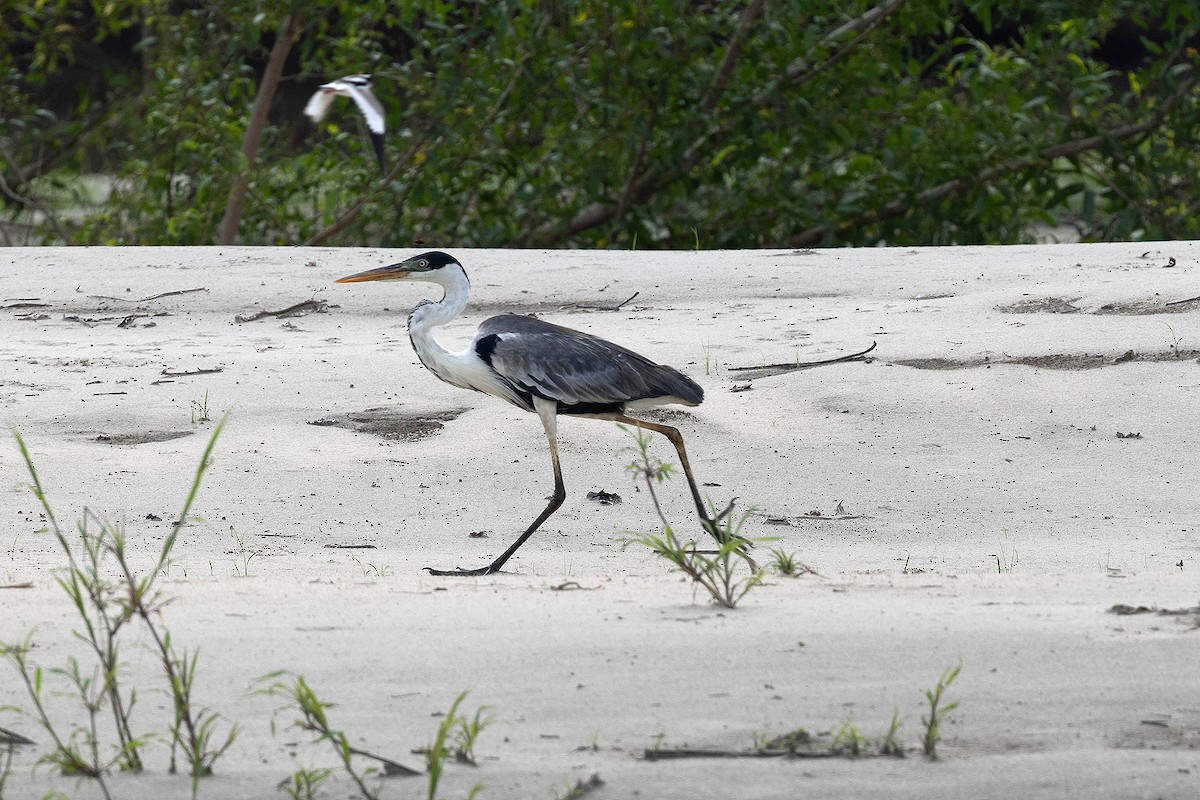 Cocoireiher - ML645949784