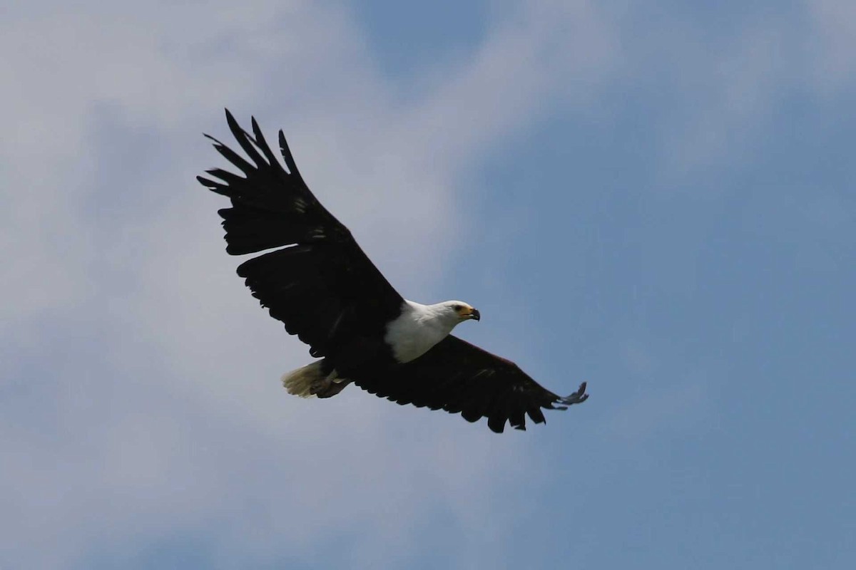 Schreiseeadler - ML645949785