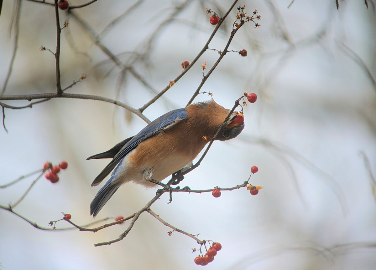 Rotkehl-Hüttensänger - ML645949786