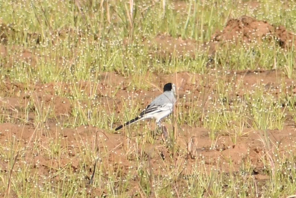 Bachstelze - ML645949787