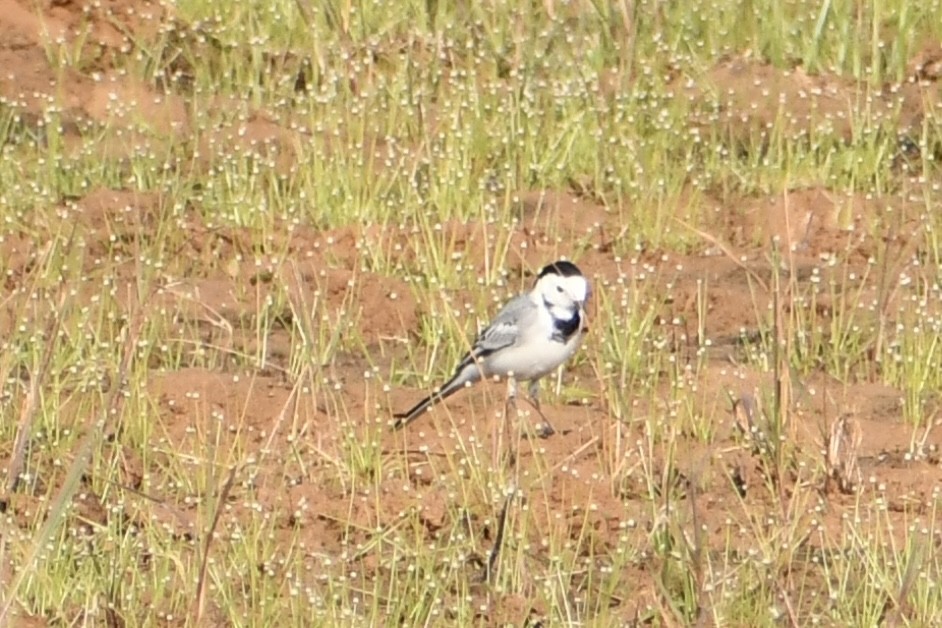 Bachstelze - ML645949788