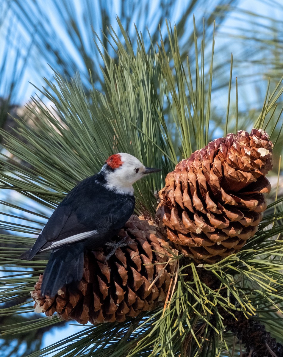 Weißkopfspecht - ML645949790