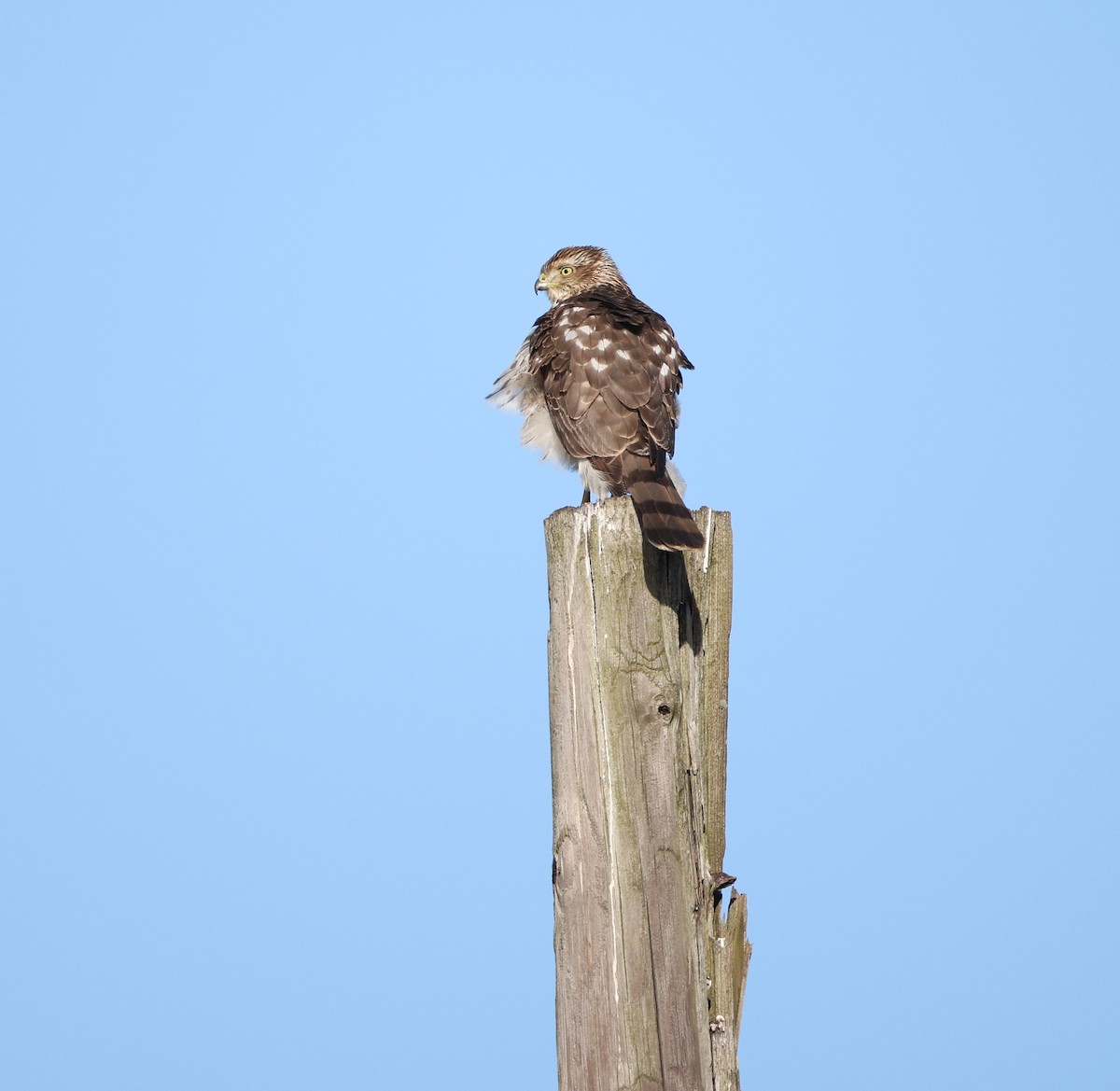 Eckschwanzsperber [velox-Gruppe] - ML645949791