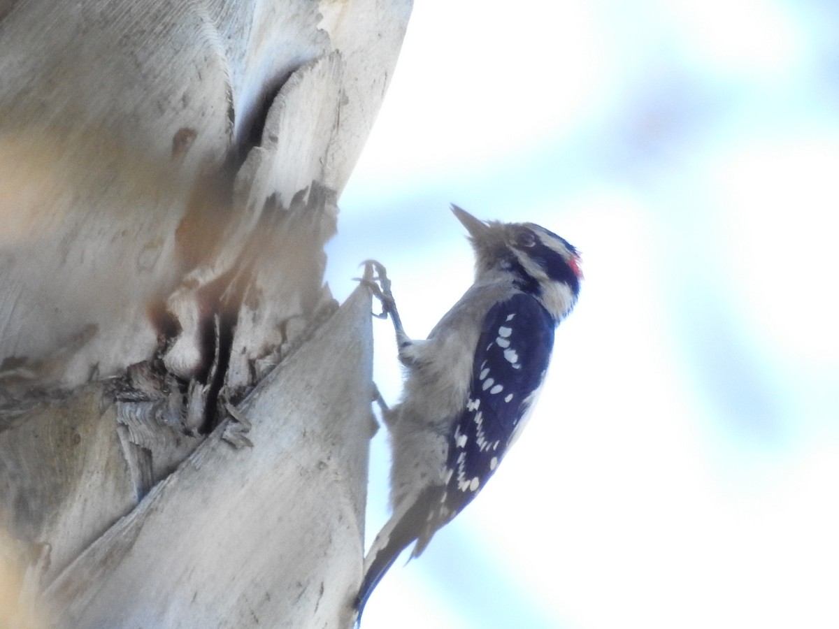 Dunenspecht - ML645949792