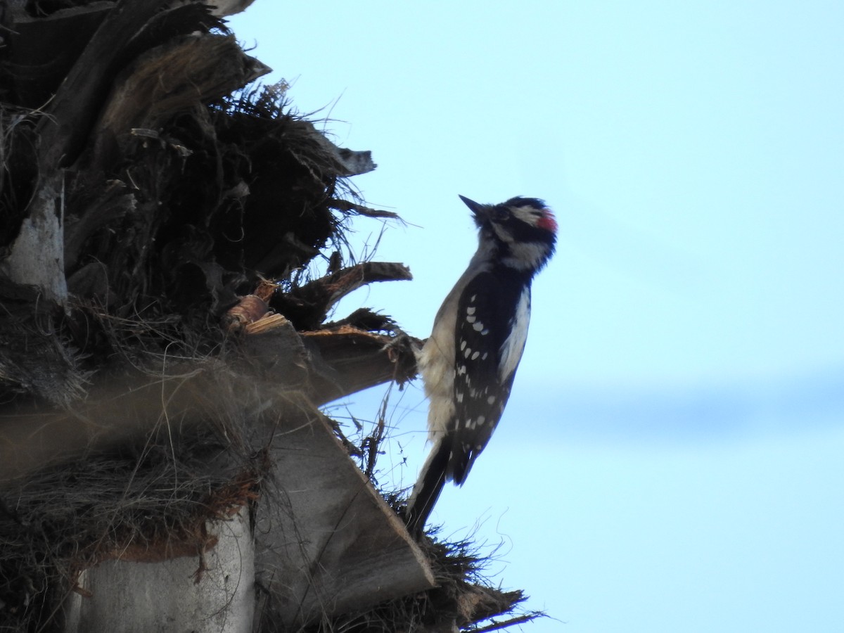 Dunenspecht - ML645949793