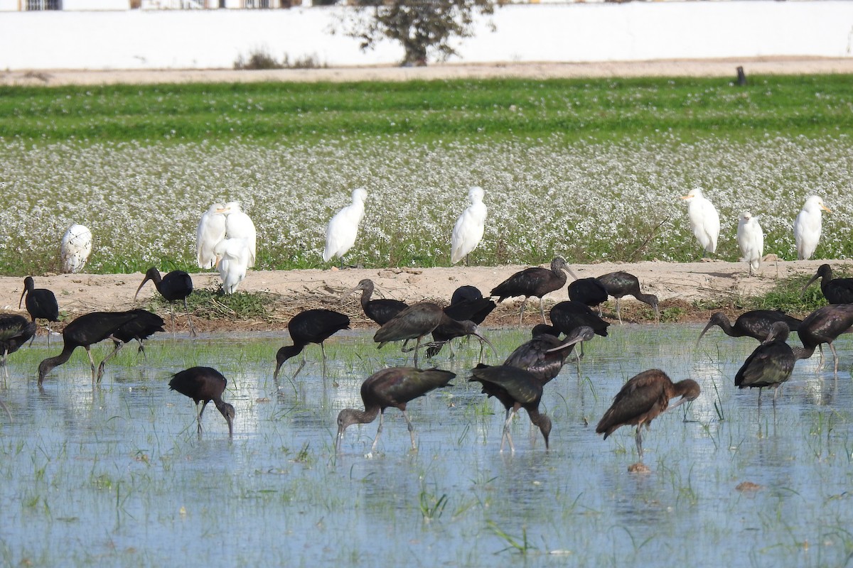 Sichler - ML645949796