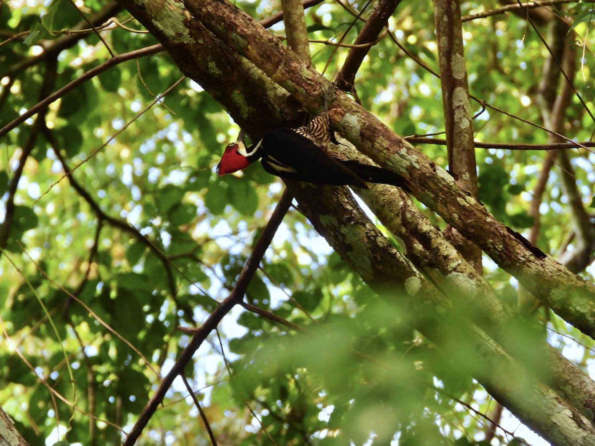 Schwarzkehlspecht - ML645949797