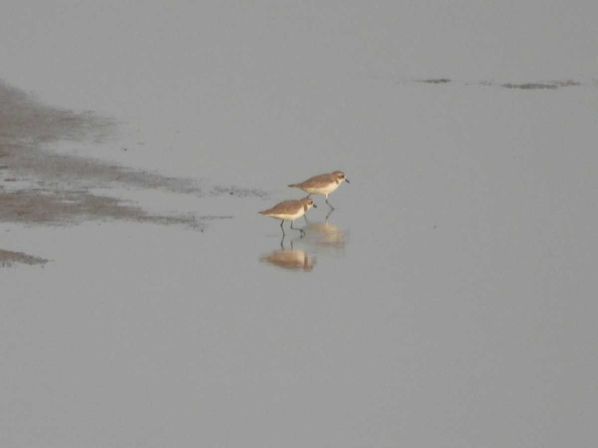Tibetan Sand-Plover - ML645949798