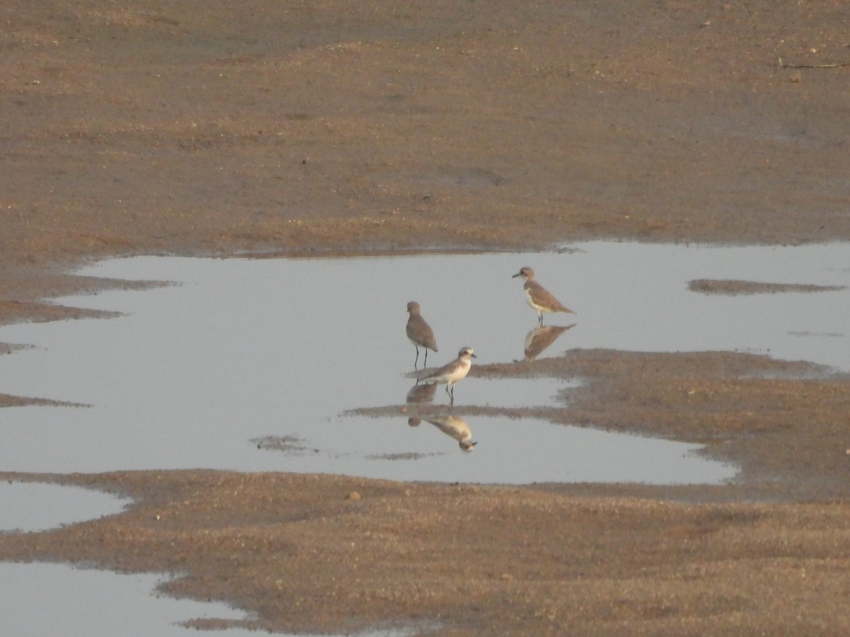Tibetan Sand-Plover - ML645949799