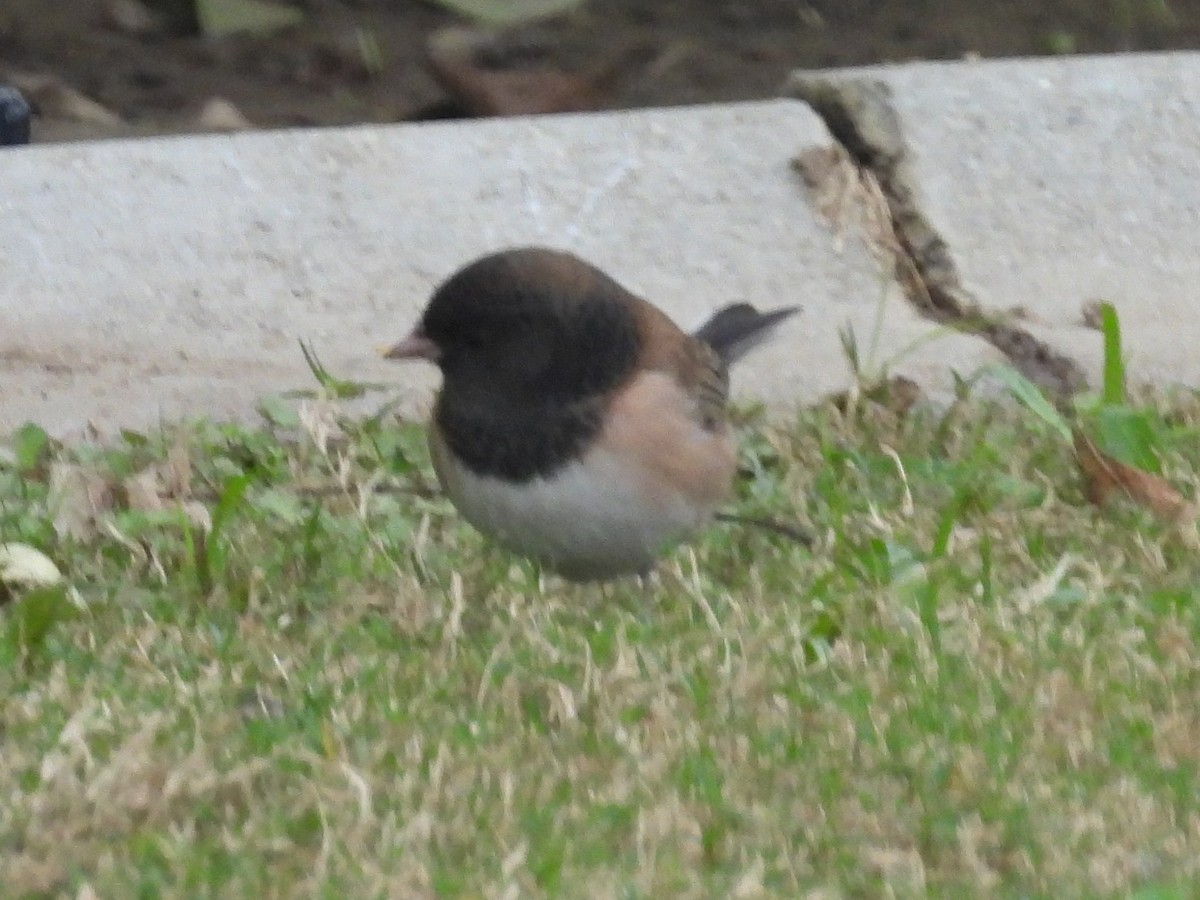 Winterammer - ML645949800