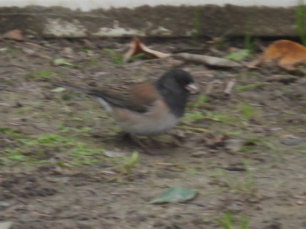 Winterammer - ML645949801