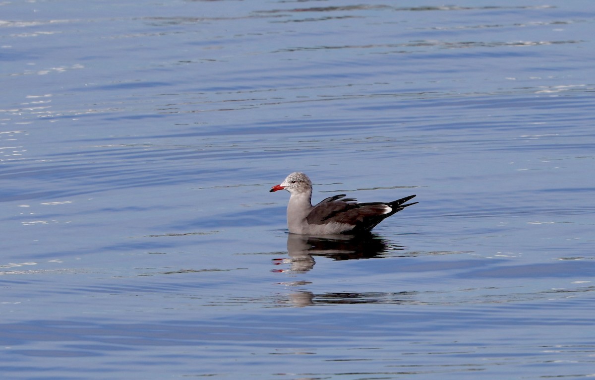 Heermannmöwe - ML645949802