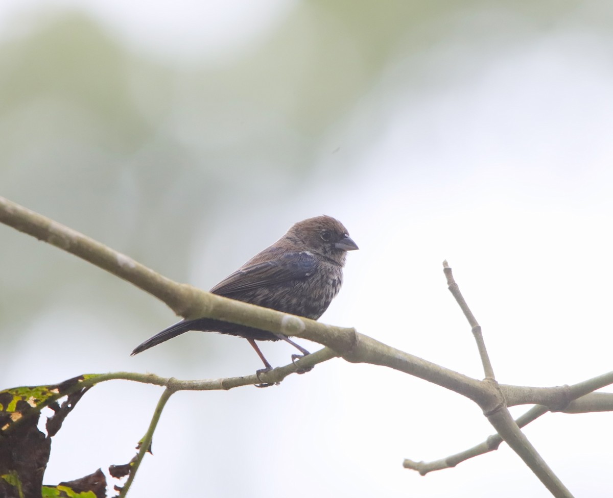 Dunkelspelzer - ML645949805