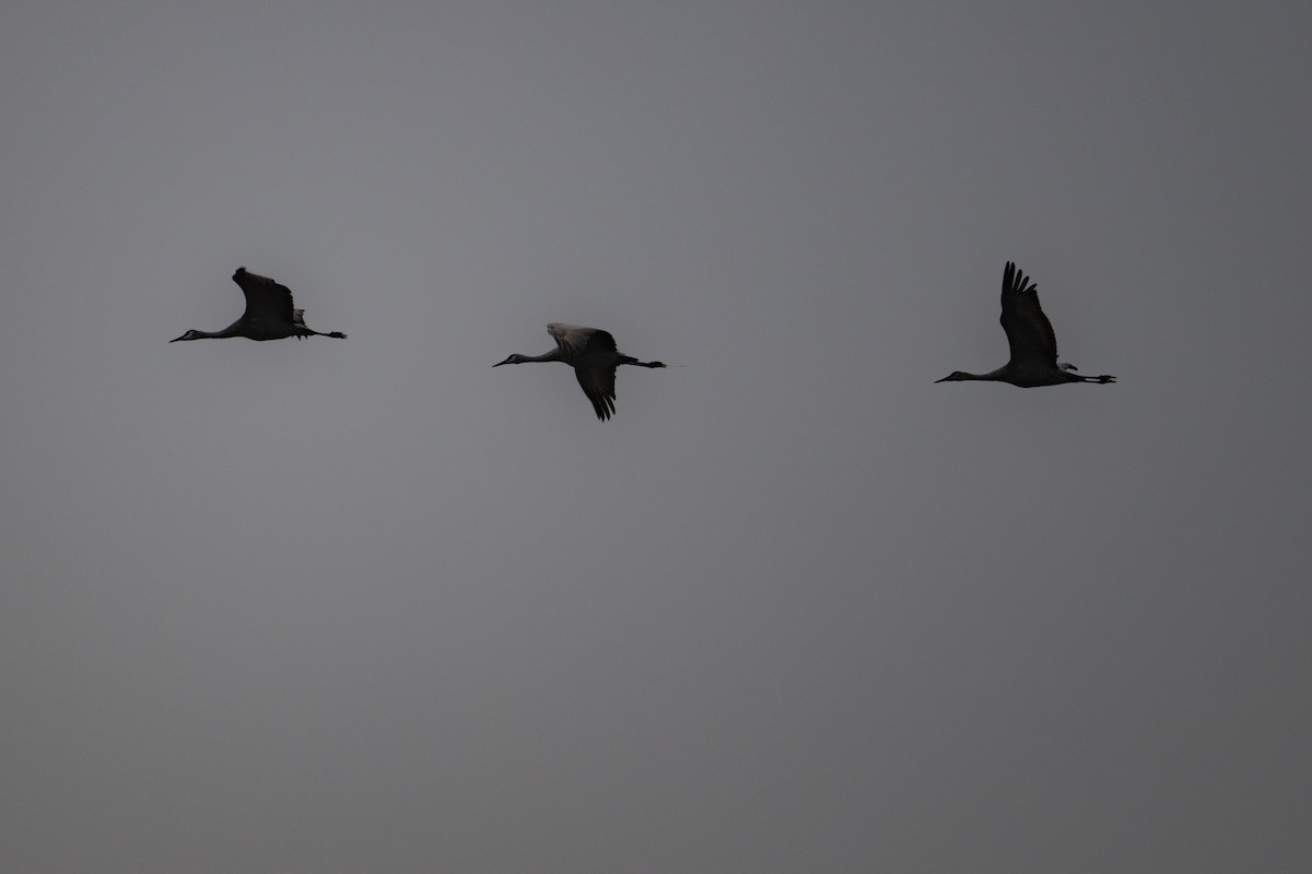 Sandhill Crane - ML645949808