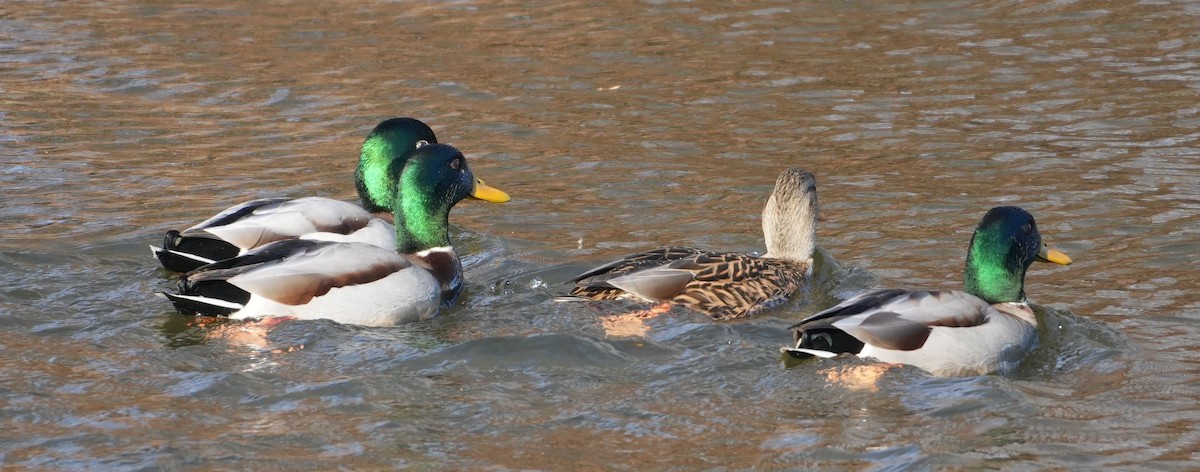 Stockente - ML645949809