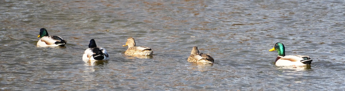 Stockente - ML645949810