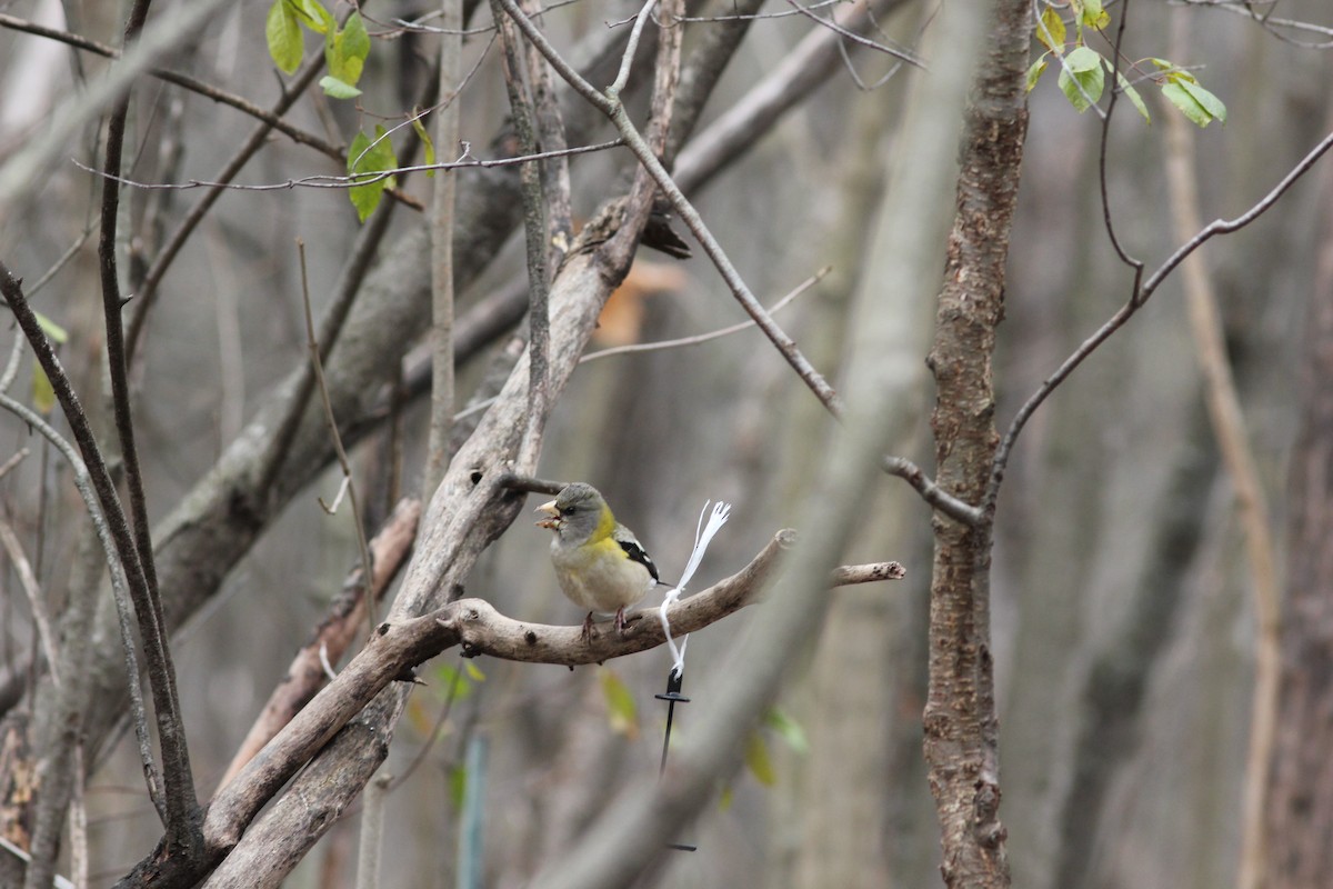 Abendkernbeißer - ML645949811