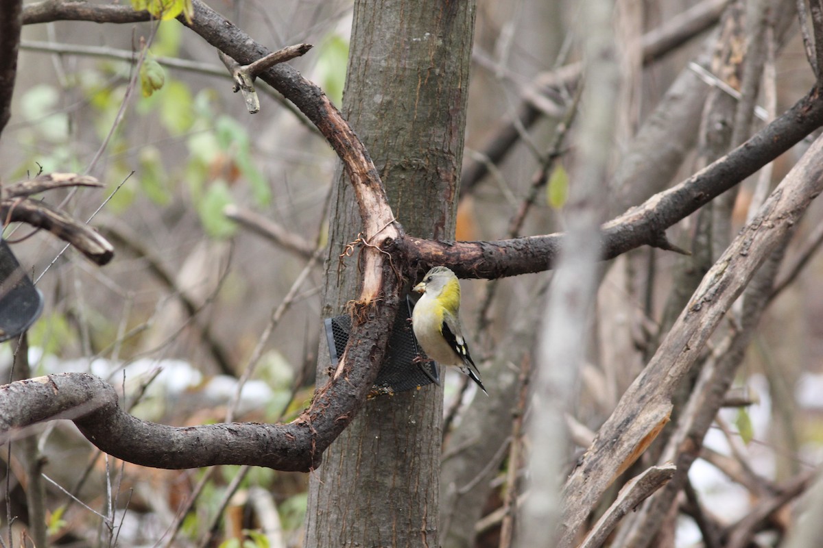 Abendkernbeißer - ML645949812