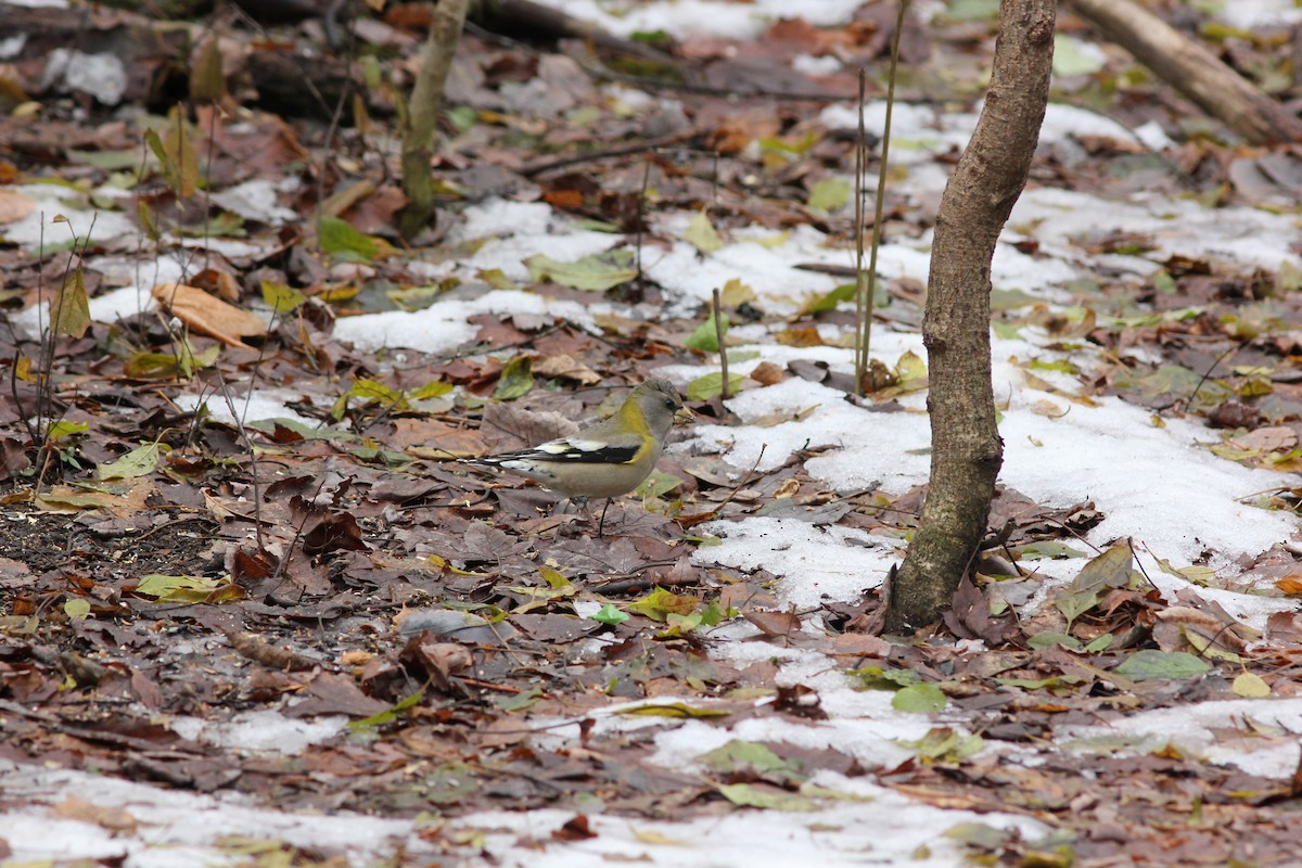 Abendkernbeißer - ML645949813