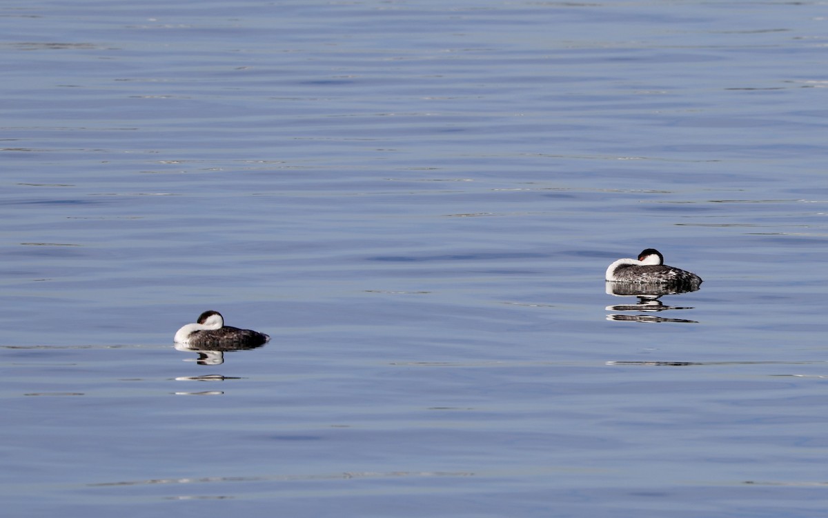 Renntaucher - ML645949814