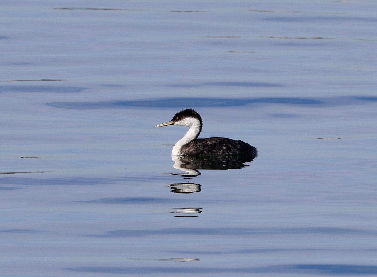 Renntaucher - ML645949815