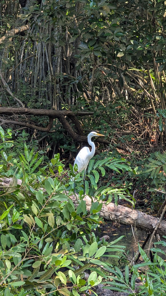 Silberreiher (egretta) - ML645949826