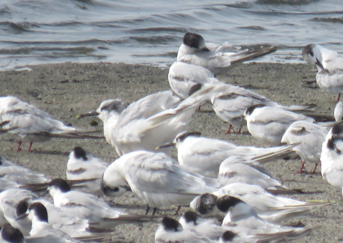 Brandseeschwalbe (sandvicensis) - ML645949827