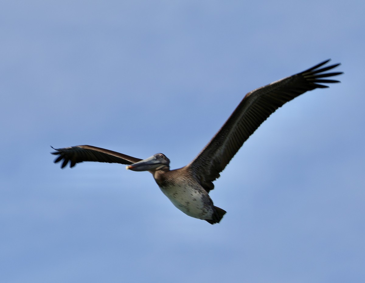 Braunpelikan - ML645949828