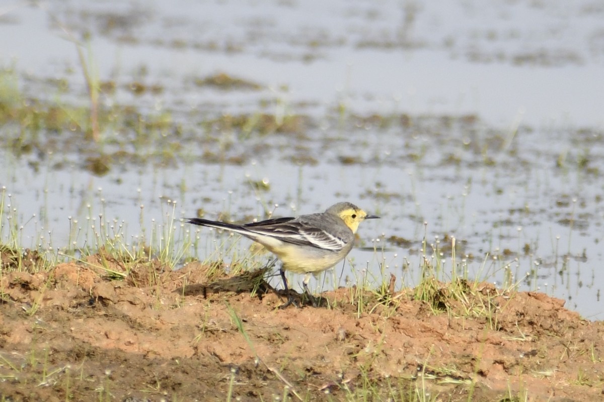 Citrine Wagtail - ML645949836