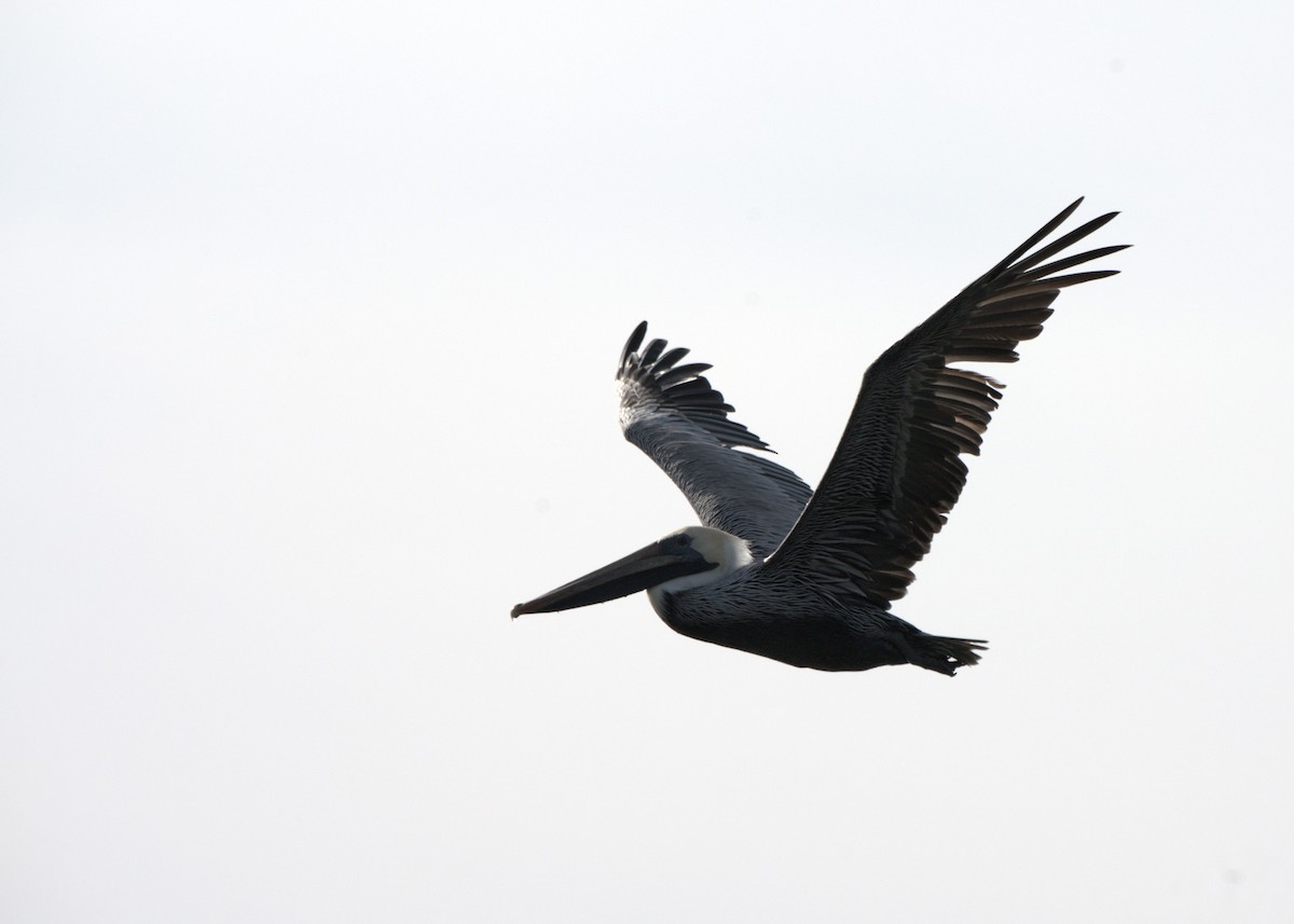 Brown Pelican - ML645949840