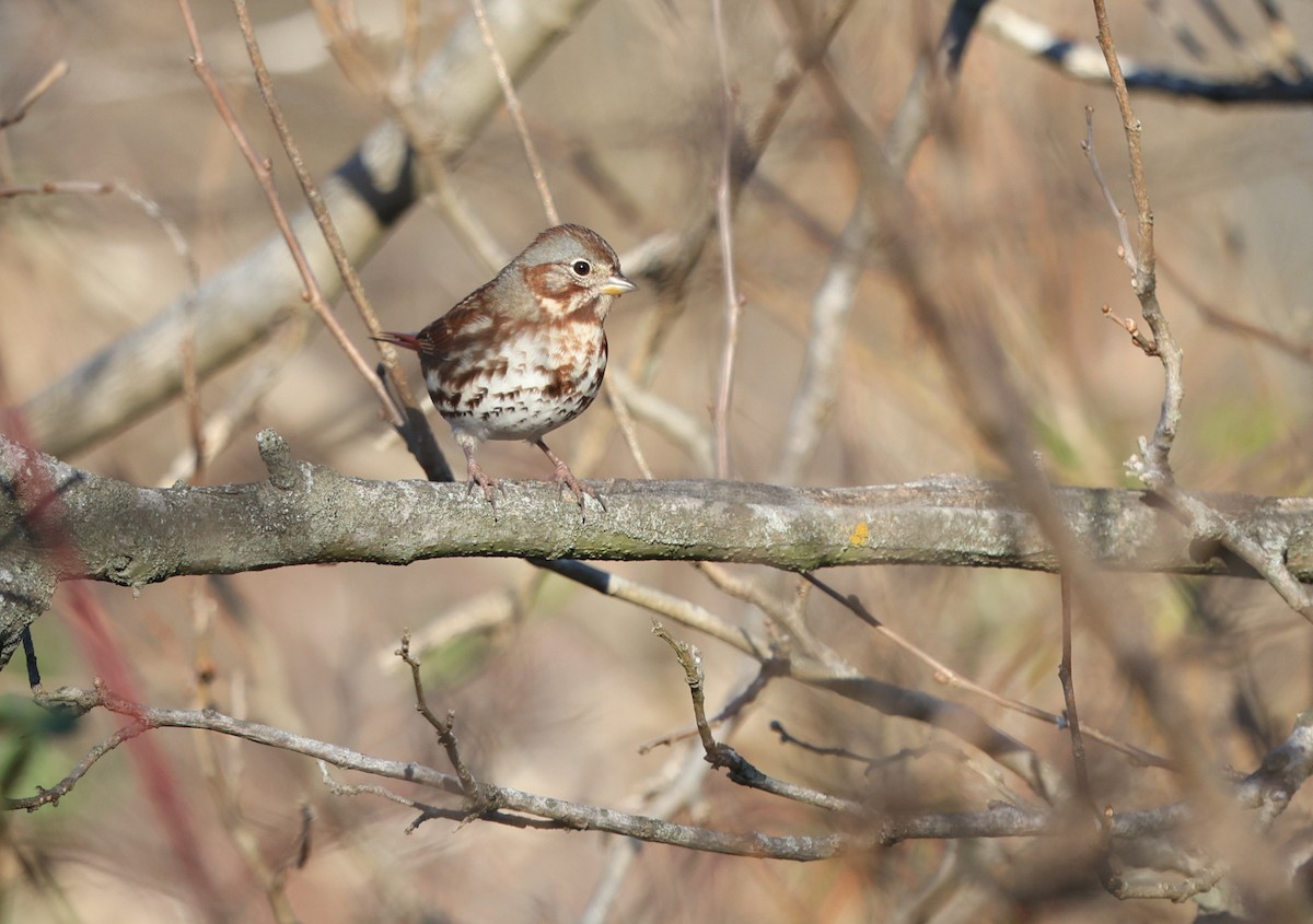 strnadec kaštanový (ssp. iliaca/zaboria) - ML645949843