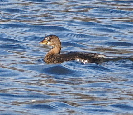 Pied-billed Grebe - ML645949846