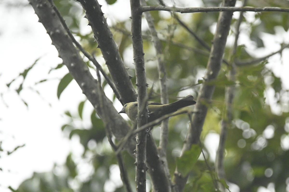 Summer Tanager - ML645949849