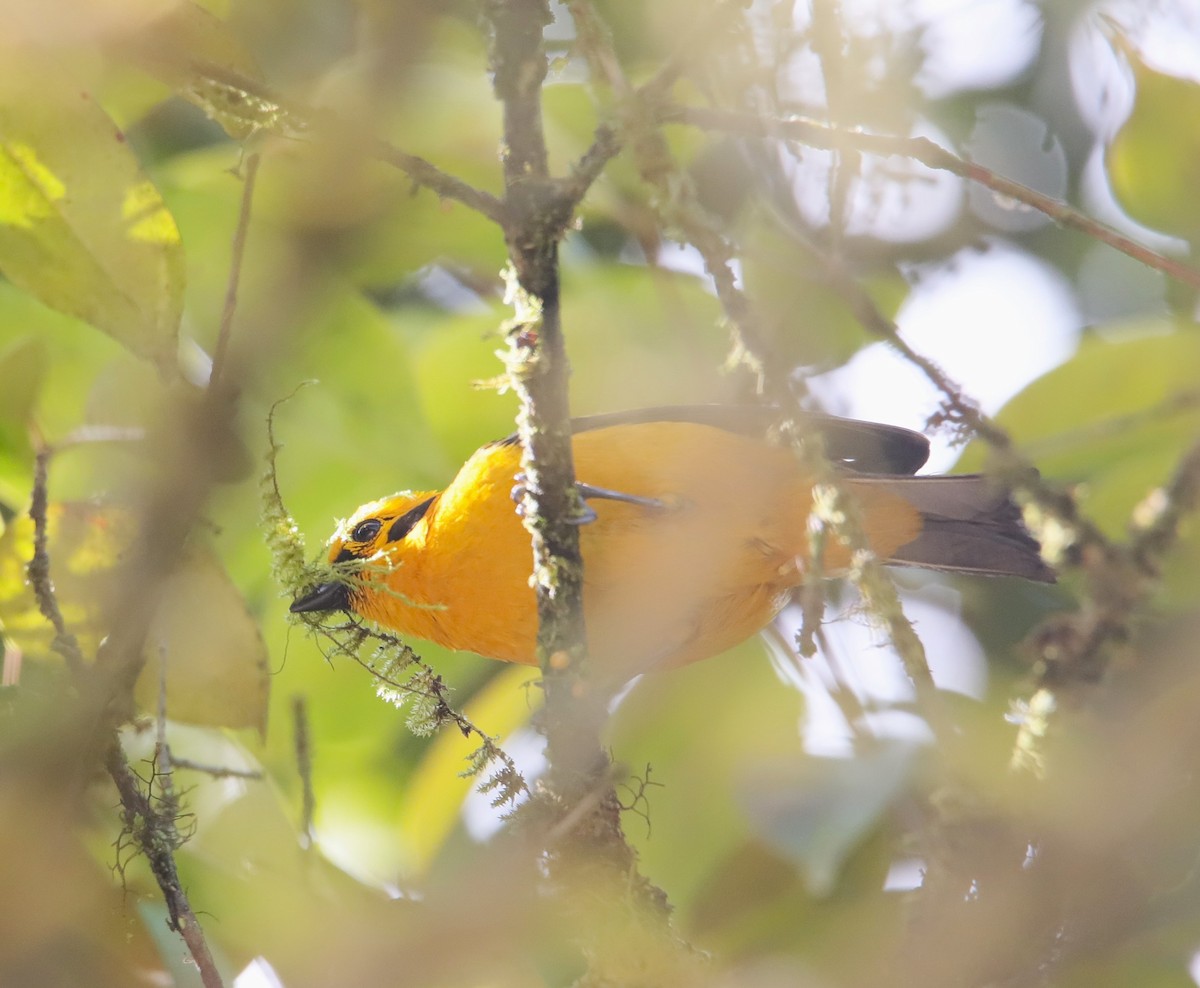 Golden Tanager - ML645949850