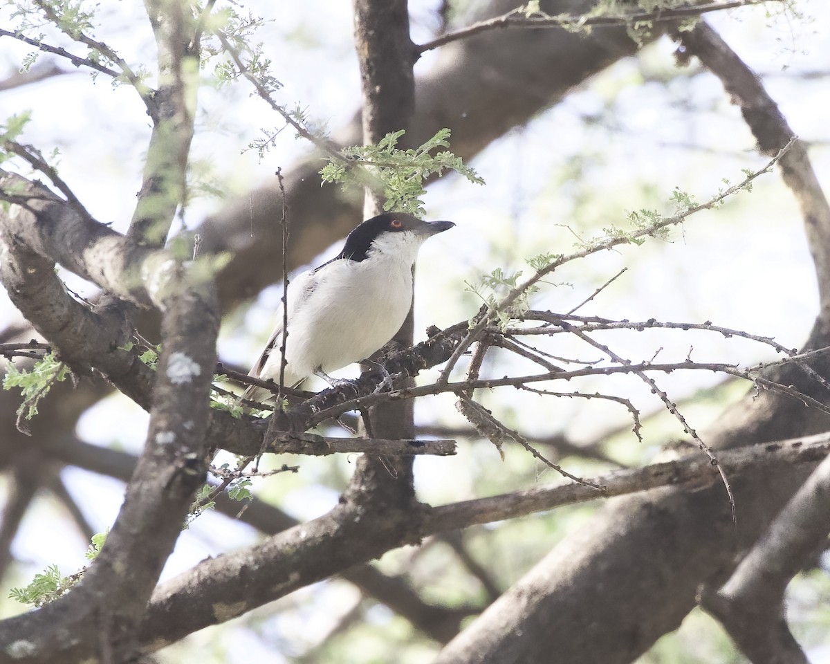 Northern Puffback - ML645949852