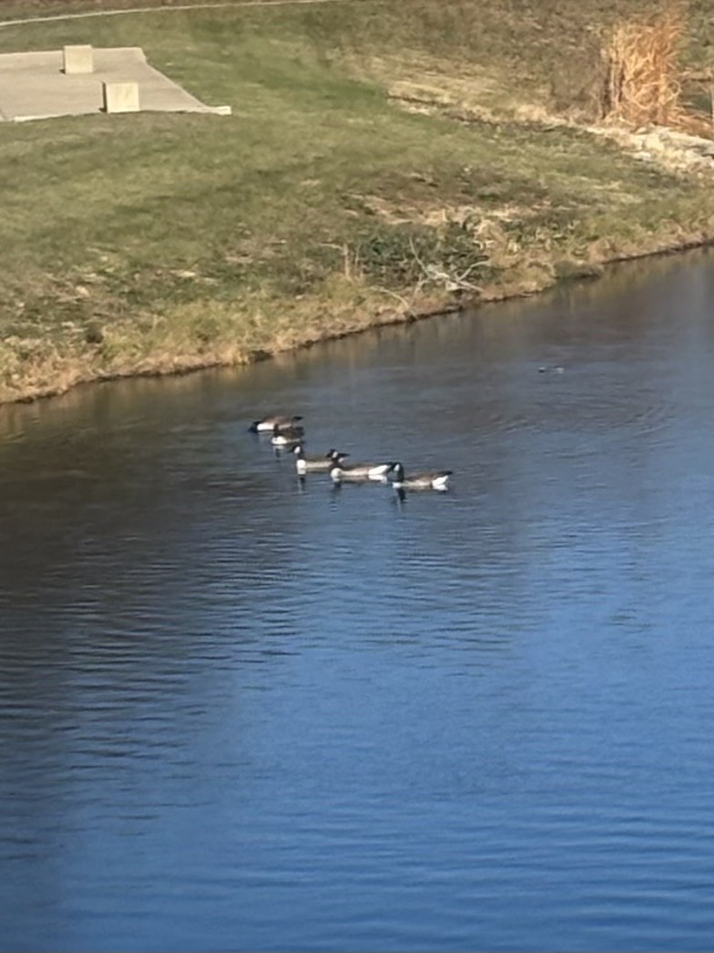 Canada Goose - ML645949853