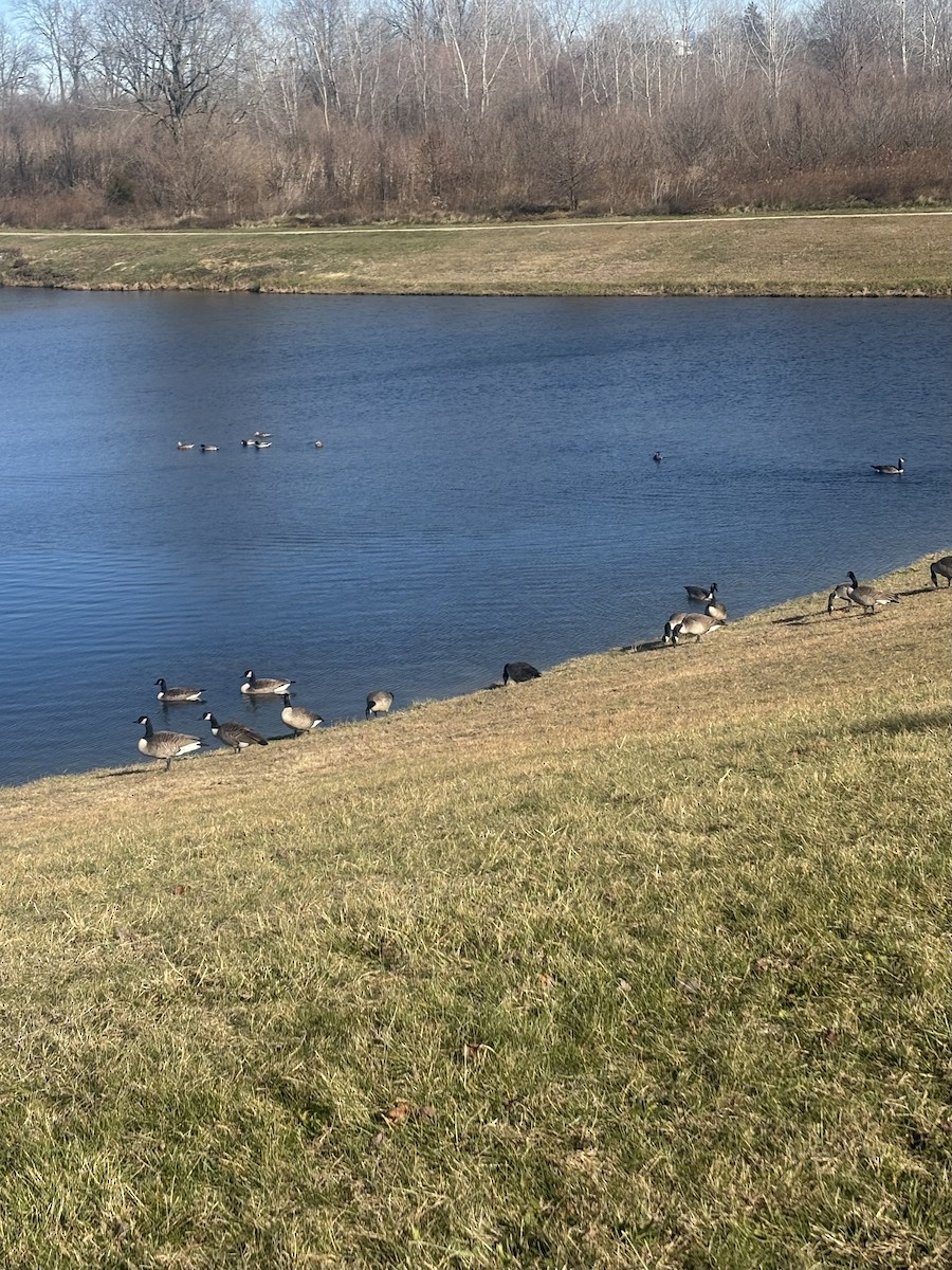 Canada Goose - ML645949854