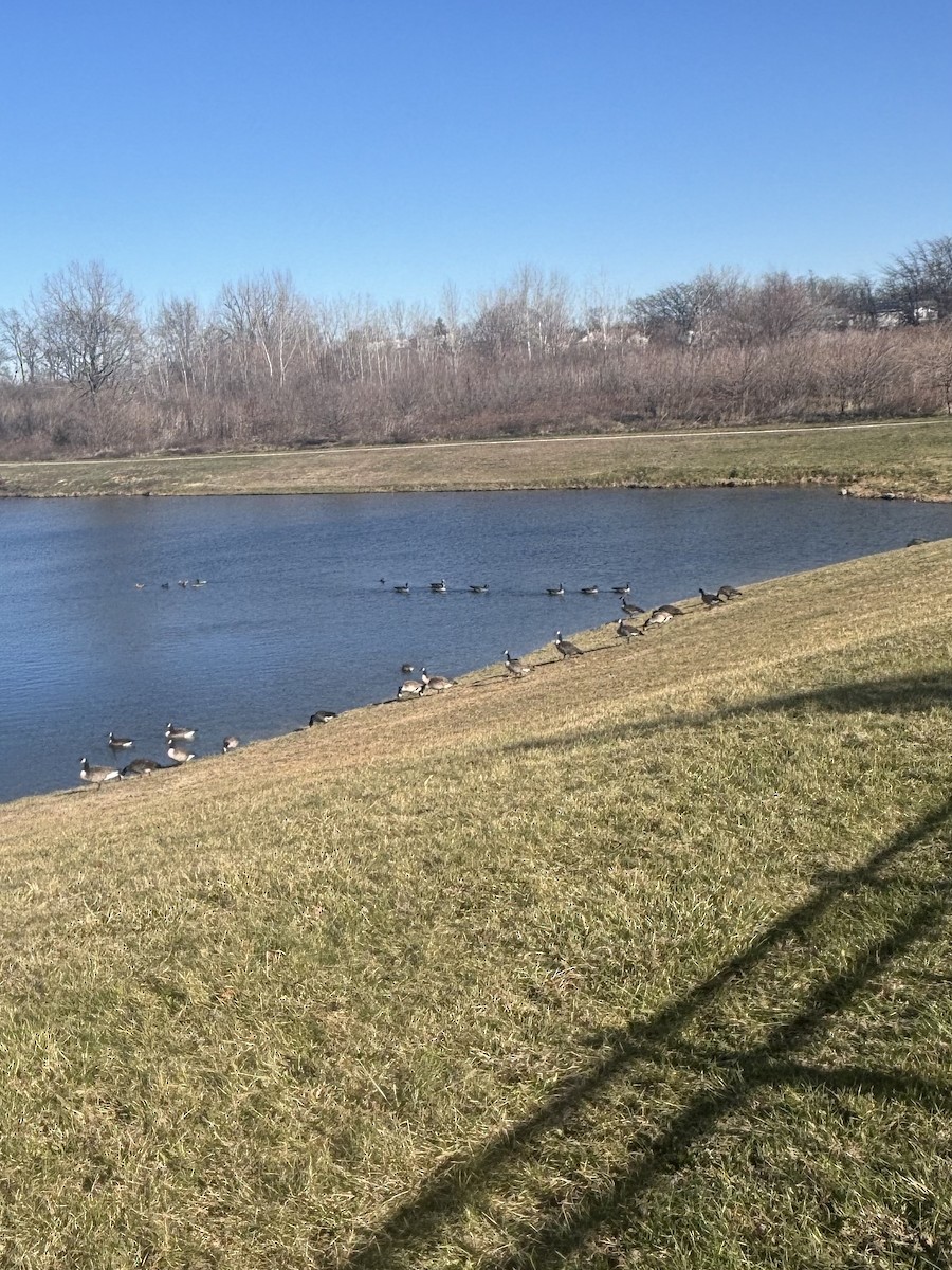 Canada Goose - ML645949855