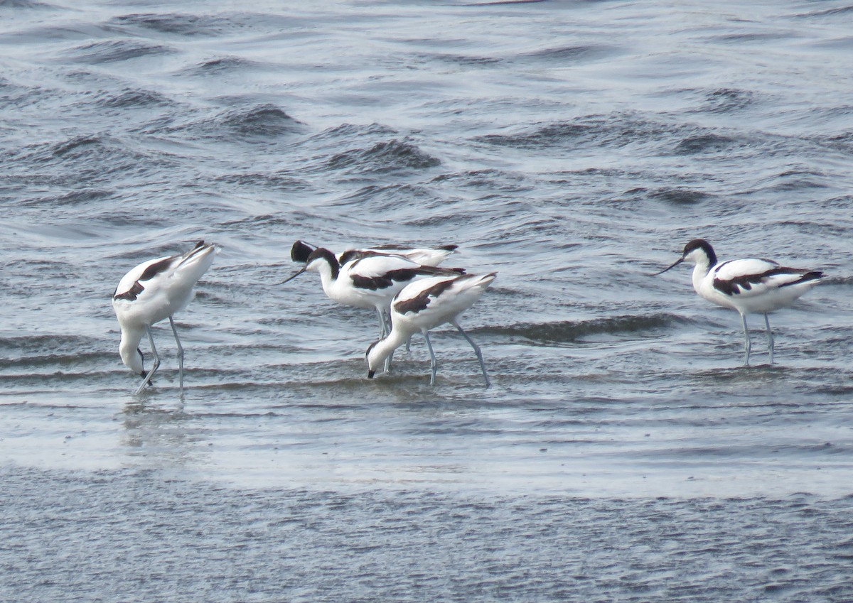 Pied Avocet - ML645949856