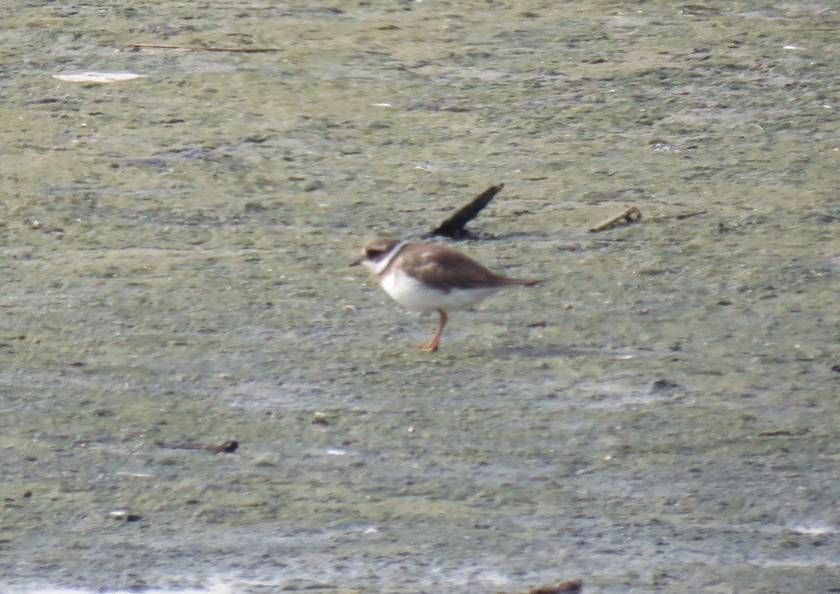 Common Ringed Plover - ML645949857