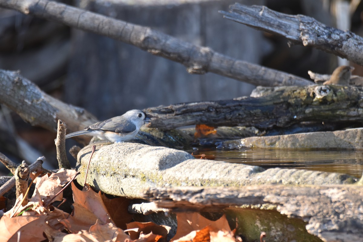 Tufted Titmouse - ML645949858