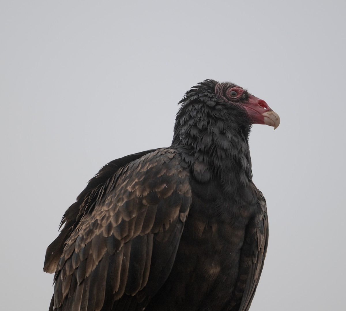 Turkey Vulture - ML645949859