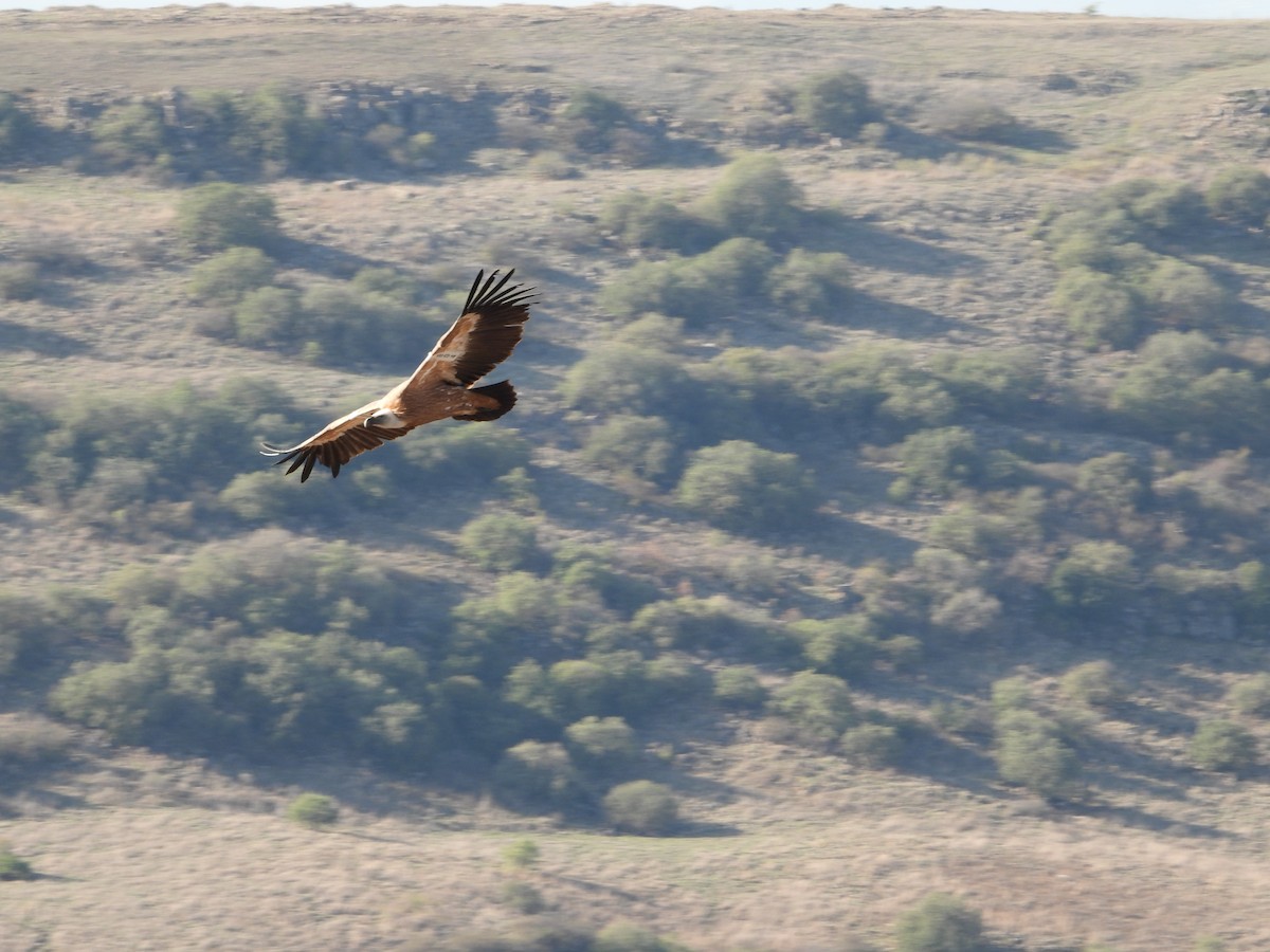 Eurasian Griffon - ML645949861