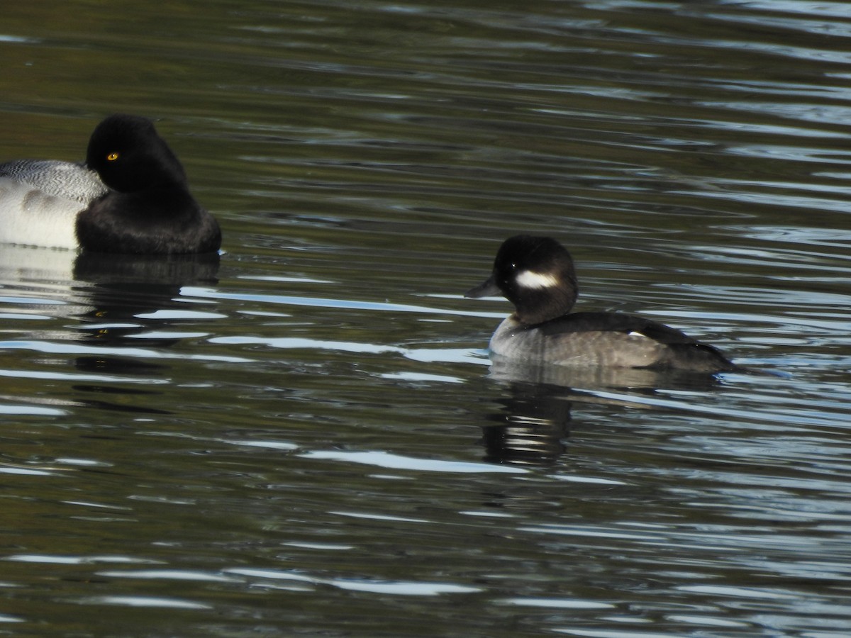Bufflehead - ML645949862