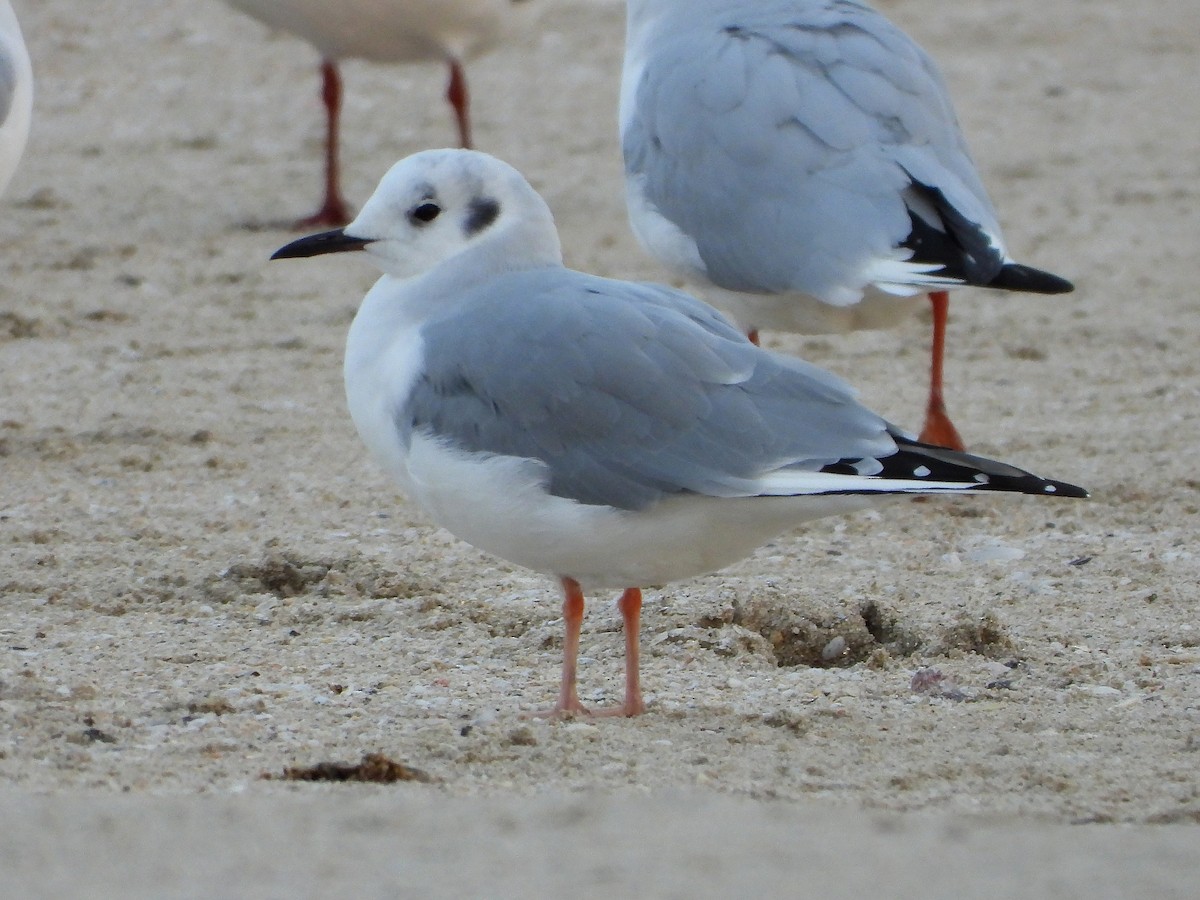 Bonaparte's Gull - ML645949863