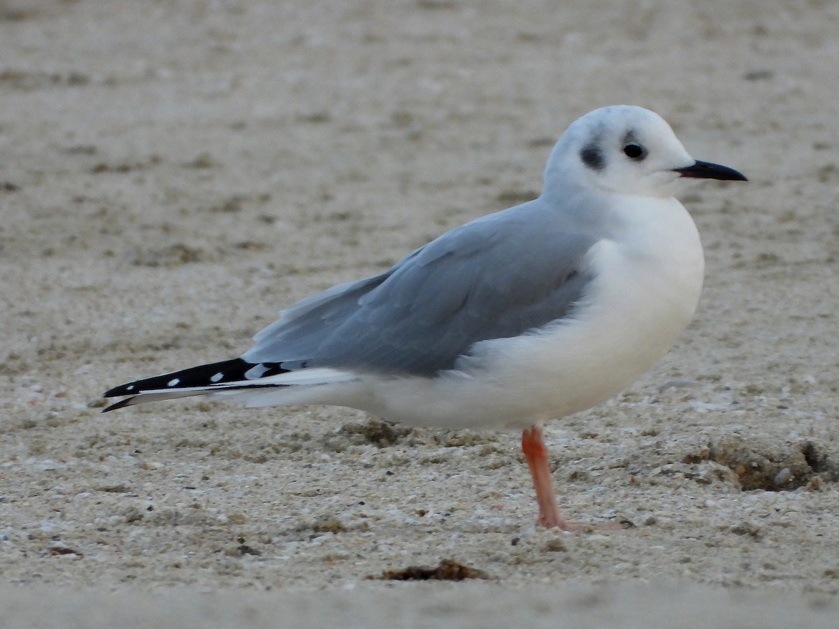 Bonaparte's Gull - ML645949864